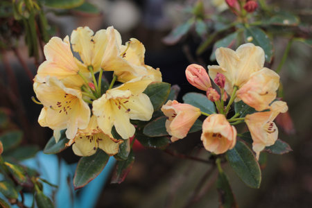 close up of pale flower clusterの写真素材