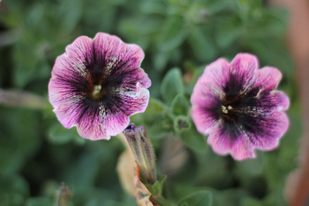 close up of purple flowersの写真素材