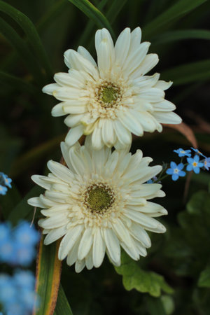 two Gerbera daisies up closeの写真素材