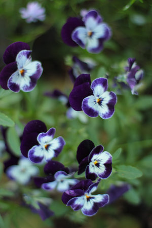 a swirl of blue and white violas up closeの写真素材