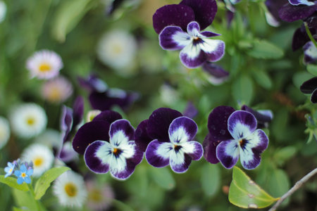 close upof blue and white violas in gardenの写真素材