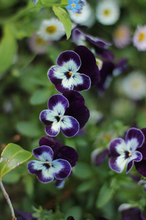close up of dark blue and white violasの写真素材