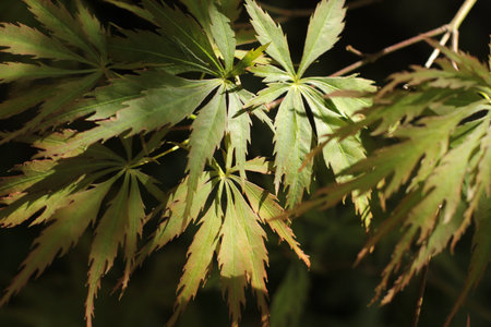 close up of Japanese maple leavesの写真素材