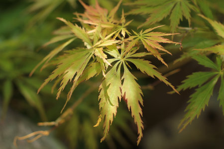 close up of a Japanese maple leafの写真素材