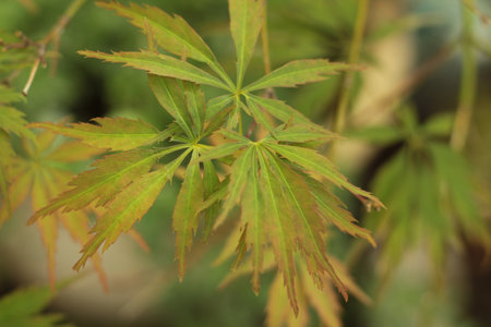 backlit Japanese maple leavesの写真素材