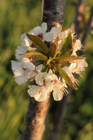 isolated cluster of cherry blossoms on branchの写真素材