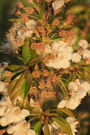 close up of cherry blossom in golden lightの写真素材