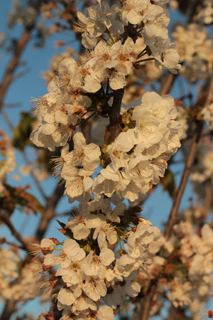 close up of cherry blossoms in golden light against blue skyの写真素材