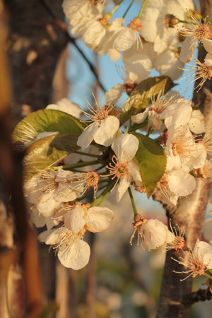 close up of cherry blossoms in golden lightingの写真素材