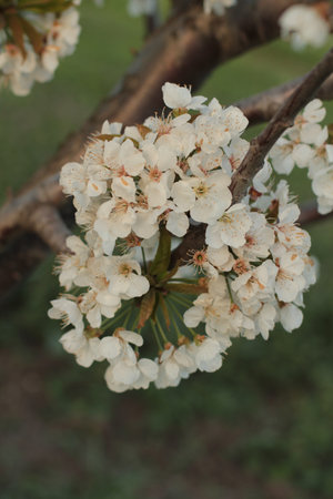 cherry blossom close upの写真素材