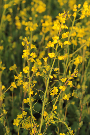 mustard plant up closeの写真素材