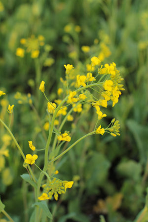 close up of mustard plantの写真素材