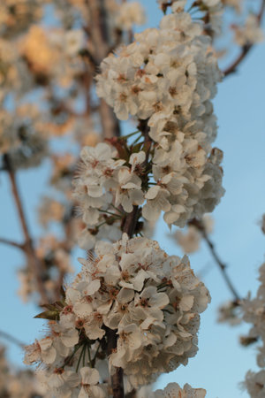 backlit close view of cherry blossomの写真素材