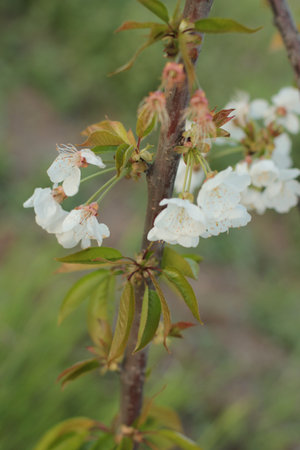 a few cherry blossoms up closeの写真素材
