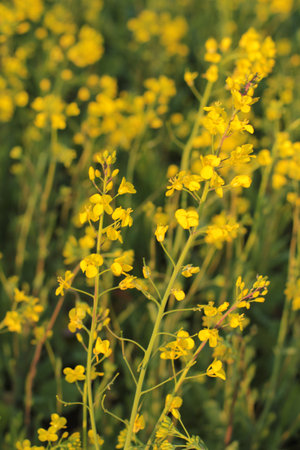 mustard in sunny fieldの写真素材