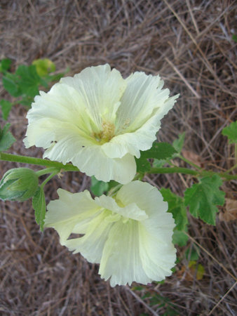 two white wildflowers outdoorsの写真素材