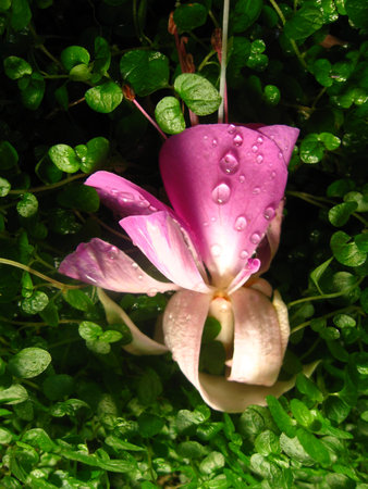 close up of fuchsia flower with dropletsの写真素材