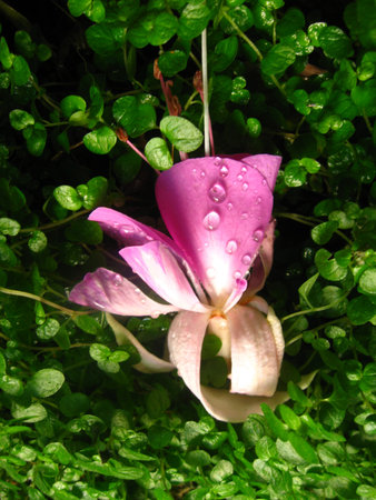 close view of fuchsia flower more greenの写真素材