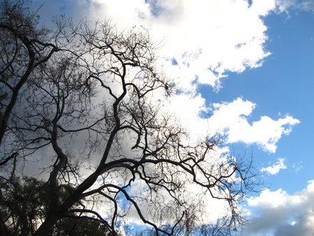  tree against clouds and blue skyの写真素材