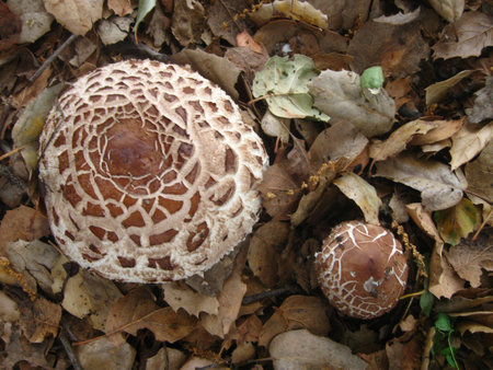 mushrooms up close on oak leavesの写真素材