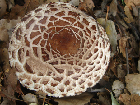 round spotted mushroom close upの写真素材