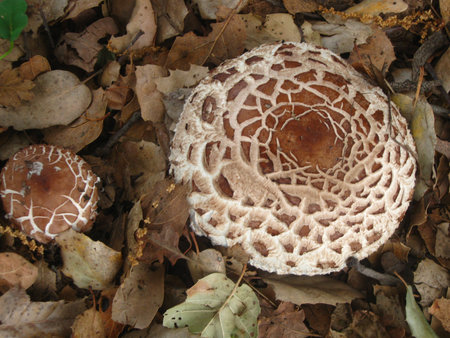large and small mushrooms on bed of oak leavesの写真素材