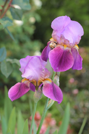 purple orchid outdoors in gardenの写真素材