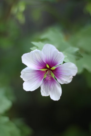 passion flower close upの写真素材