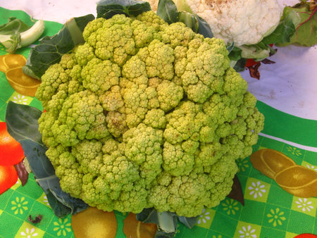 bright green cauliflowerの写真素材
