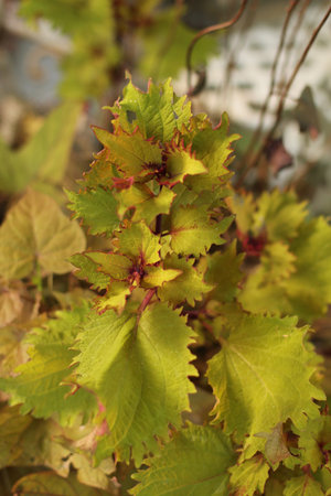 closeup of a green plant in backyardの写真素材