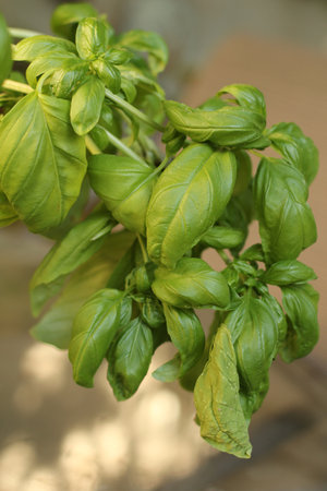 green basil in gardenの写真素材