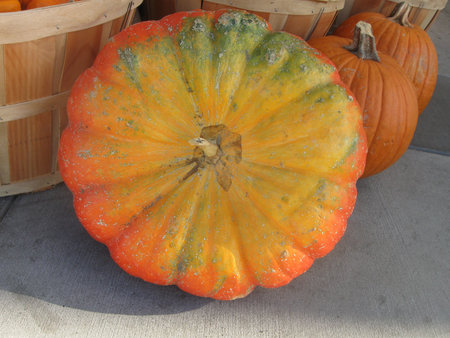 round mostly yellow Cinderella pumpkinの写真素材
