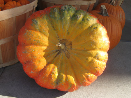 sunlit Cinderella pumpkinの写真素材