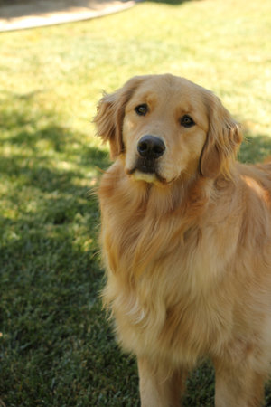 golden retriever taking a break in the shadeの写真素材
