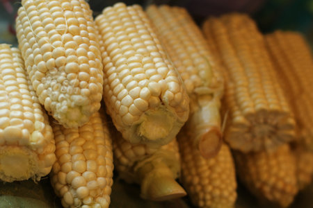 a pile of ears of fresh cornの写真素材