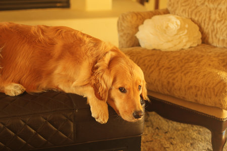 female golden retriever on ottomanの写真素材