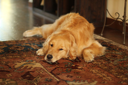 golden retiiever relaxing on rugの写真素材