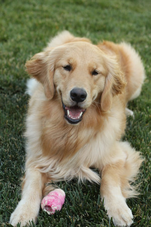 female golden retriever with windblown hairの写真素材