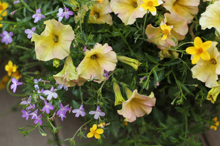 detail of yellow flowered plantの写真素材