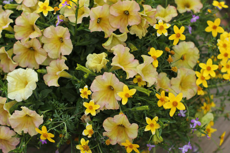 yellow flowers in an outdoor potの写真素材