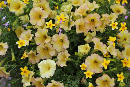 yellow wildflowersの写真素材