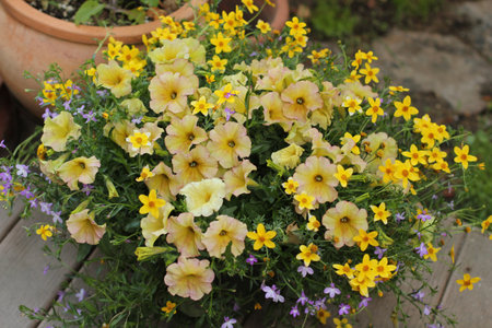 yellow flowers in a potの写真素材