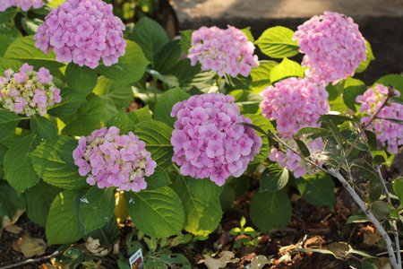 purple hydrangeas in gardenの写真素材