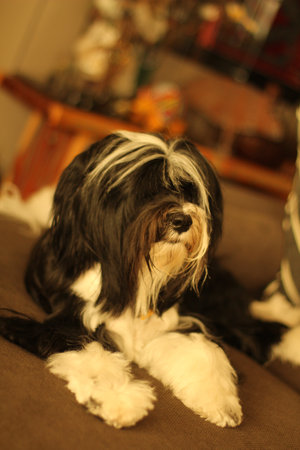 Tibetan terrier on brown ottomanの写真素材