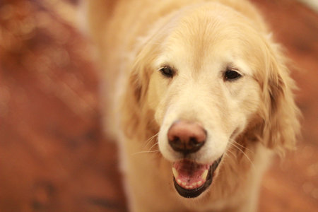 Nala golden retriever close up faceの写真素材