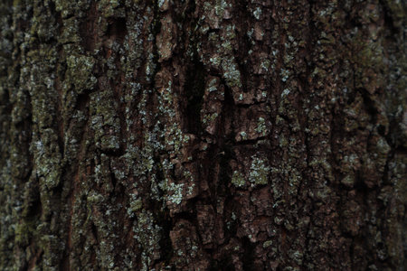 bark of big treeの写真素材