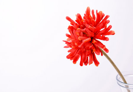 flowerの写真素材