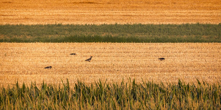 Crows and countrysideの写真素材