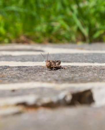Grasshopper on a rock in the sun.の写真素材
