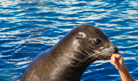 Seal plays with the instructor and kisses her handの写真素材
